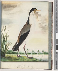 Page 80. Vanneau masqué ou pluvier à éperon - Unknown artist