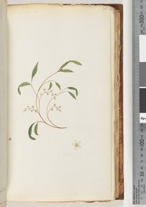 Page 80. Plante non identifiée