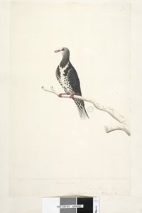 Page 81. Wunga, Wungee Pigeon. Dessiné à l
