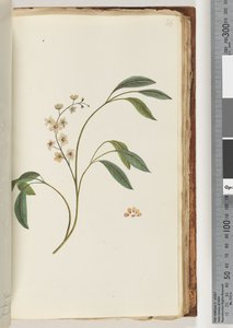 Page 84. Plante non identifiée
