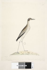 Page 86. Un oiseau de nuit. Oedicnemus. Curlew de pierre du sud, Burhinus magnirostris, 1791-92