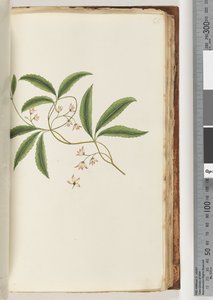 Page 86. Plante non identifiée - Unknown artist