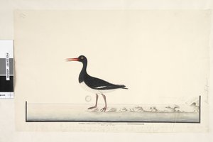 Page 87. Hematopus. en bas à droite dans une autre main septembre. le long du bord inférieur dans une troisième main Le mâle et la femelle sont toujours vus ensemble sur les rochers et les points bas mais ont complètement quitté le port à cause des perturb