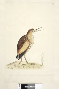 Page 90. Ardea. Petit Butor, Ixobrychus minutus, 1791-92