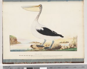 Page 92. Pélican australien