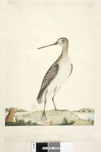 Page 92. Bécassine. Taille naturelle Bécassine japonaise Gallinago hardwicki, 1791-92