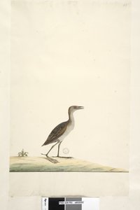 Page 93. Rallus. au-dessus du titre dans une autre main août. Taille réelle Marouette de Baillon Porzana pusilla, 1791-92
