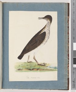 Page 96. Oiseau non identifié - Unknown artist