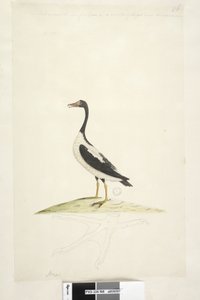 Anas. Cet oiseau est de la taille d