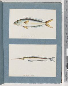 Page 9. Poisson non identifié. 10. Poisson non identifié - Unknown artist
