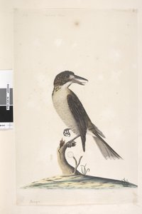Page 9. Vanga. en haut à gauche dans une autre main Juillet, taille naturelle Butcher gris, Oiseau Cractius torquatus femelle, 1791-92