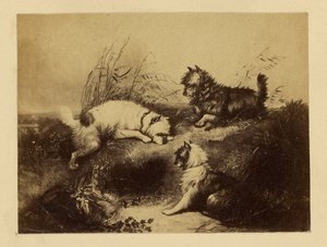 [Peinture de chiens par Charles Tomkins]