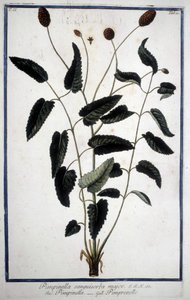 Pimprenelle : Pimpinella Sanguisorba major.