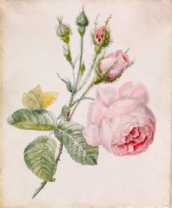 Rose rose et papillon jaune