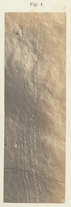 Planche 41. Figure 4