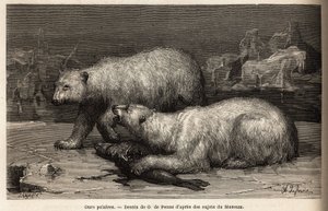 Ours polaires sur la banquise, battant un phoque qu