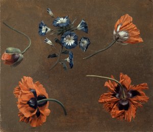 Coquelicots et tradascanthus - Unknown artist