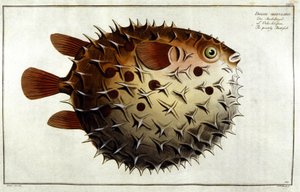 Poisson porc-épic d