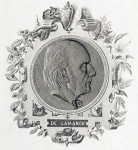 Portrait de Jean Baptiste Lamarck - gravure