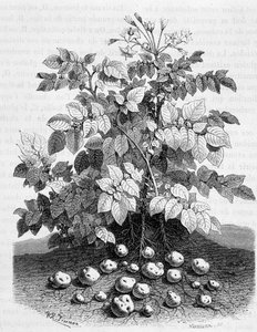Pommes de terre et tubercules amylacés de ses racines - Fig tree - Unknown artist