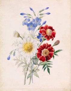 Fleurs rouges et bleues et marguerite blanche