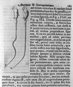 Représentation de spermatozoïdes de chien. Description par le commerçant et scientifique néerlandais Antoine van Leeuwenhoek (1632-1723). Gravure de "Investigatio Arcanorum" 1722 - Unknown artist