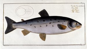 Saumon (Salmo salar) par Marc Elieser Bloch Ichtyologie Paris - Berlin - Londres 1787