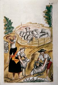 Tonte des moutons, du livre "Trujillo del Peru" ou "Códice Martínez Compañón", par Baltazar Martinez Compañón y Bujanda, évêque de Trujillo (1782-1785)