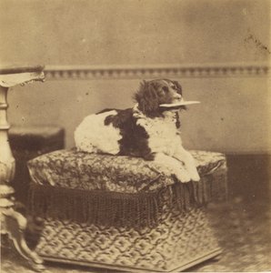 [Chien assis avec un paquet dans la bouche] - Unknown artist