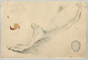 Croquis : Avant-bras