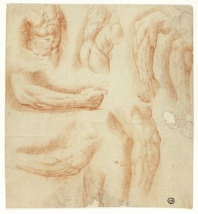 Croquis des bras, du torse masculin et du dos