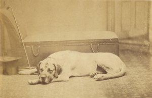 [Sleeping Dog] (chien couchant) - Unknown artist