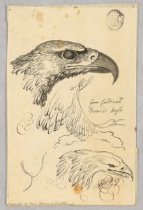 Études de deux têtes d