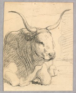Étude : une vache couchée
