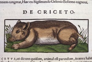 Le hamster dans Historia Animalium par Conrad Gesner (1516 - 1565), Tiguri