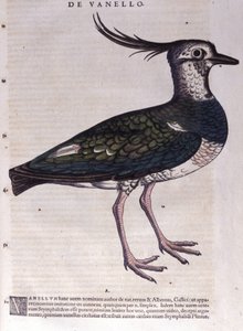 Le vanneau dans Historia Animalium par Conrad Gesner (1516 - 1565), Tiguri