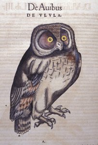 Le hibou dans Historia Animalium par Conrad Gesner (1516 - 1565), Tiguri