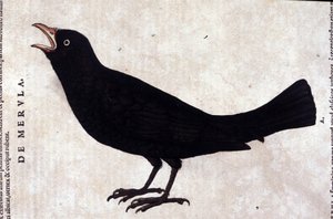 Le merle après Historiae animalium par Konrad Gesner, Tiguri - Unknown artist
