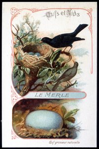 Le merle et son nid - chromo., fin 19e siècle - Unknown artist