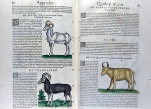 La double page des quadrupèdes dans Historia Animalium par Conrad Gesner (1516 - 1565), Tiguri