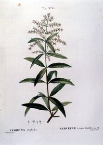La verveine. Gravure du 19ème siècle - Unknown artist