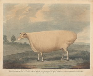 Cette brebis célèbre a été élevée et nourrie par M. Wilcox