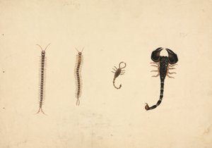 Deux scorpions et deux mille-pattes - Unknown artist