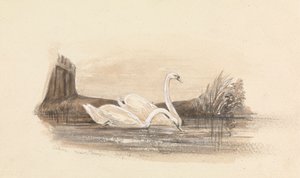 Deux cygnes sur un lac - Unknown artist
