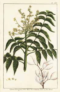 Arbre à vernis, Ailanthus altissima, ou arbre à cire, Rhus succedanea
