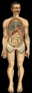 Vue de la cavité thoracique et abdominale de face après retrait de la cage thoracique et abdominale. (Intestin grêle, estomac, etc.)