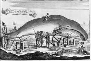 Chasse à la baleine : à terre, le cachalot est nettoyé. Gravure détachée d