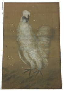 Coq blanc