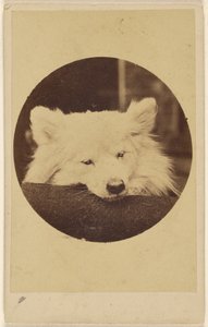 [Chien blanc avec le menton sur un coussin] - Unknown artist