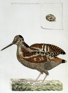 Bécasse et œuf (scolopax rusticola) - gravure